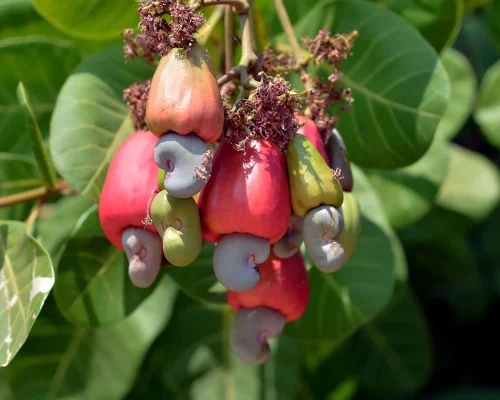 009ff22ed933cc2b39b5b85d5fb32647