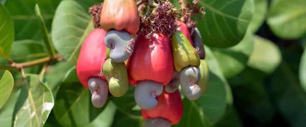 009ff22ed933cc2b39b5b85d5fb32647