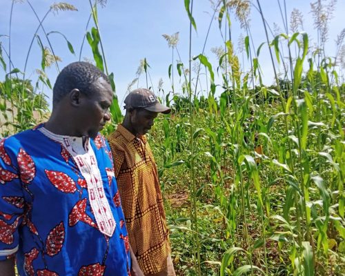 Les participants ont été convaincu des résultats présentés sur l'expérience de l’association culturale sorgho-niébé