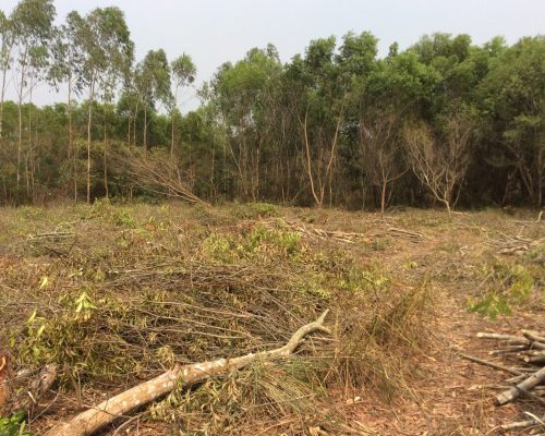 felling of trees in the DRC