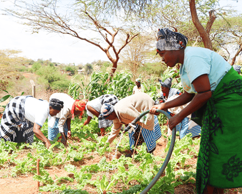 web-A-group-of-women-engage-in-horticultural-farming-using-water-from-the-Kwa-Kilungu-borehole